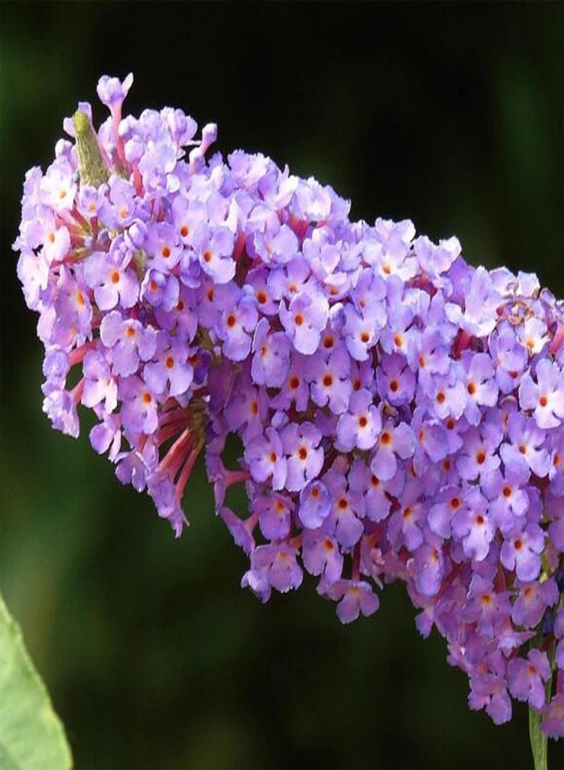 جي جوت 20 قطعة من بذور شجيرة الفراشة متعددة الألوان من نباتات الزهور النادرة الغريبة للحديقة - بذور شجيرة الفراشة - Image 4