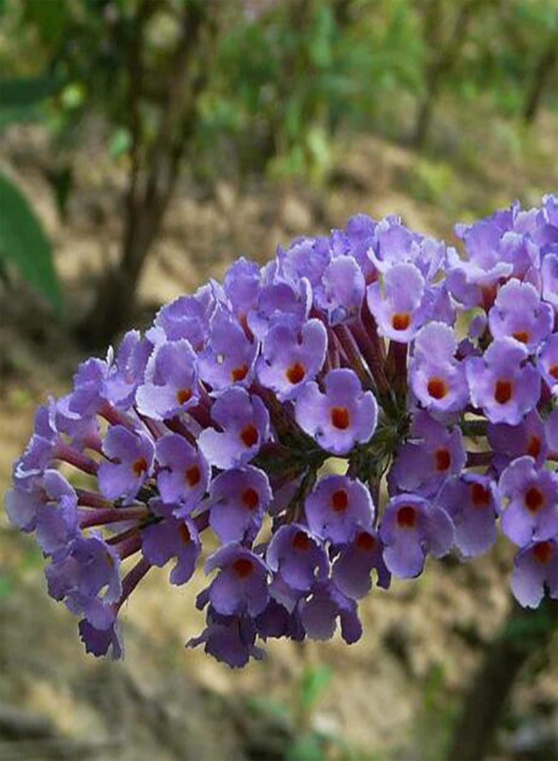 جي جوت 20 قطعة من بذور شجيرة الفراشة متعددة الألوان من نباتات الزهور النادرة الغريبة للحديقة - بذور شجيرة الفراشة - Image 5
