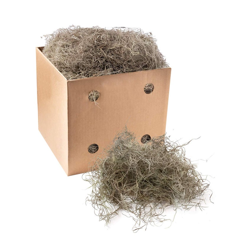 Royal Imports Royal Imports Preserved Natural Spanish Moss Fresh Dried Shredded Loose Chunks 3 LB Bulk Case 