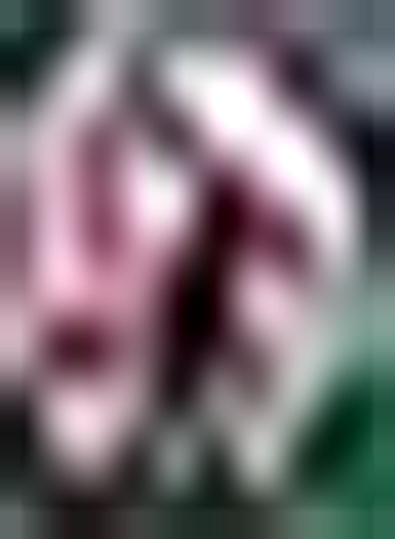 GGOOT 30pcs Red White Mixed Geranium seeds Has Aesthetic Advantages Can Make Children Like to Plant and Enjoy Hanging Basket Decoration - Image 2