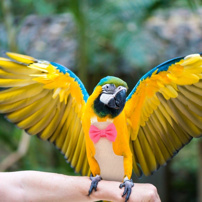 Pet Birds Flight Suit Diaper Parrot Diaper Bird Flight Clothes Diaper Parrots Nappies - Image 4