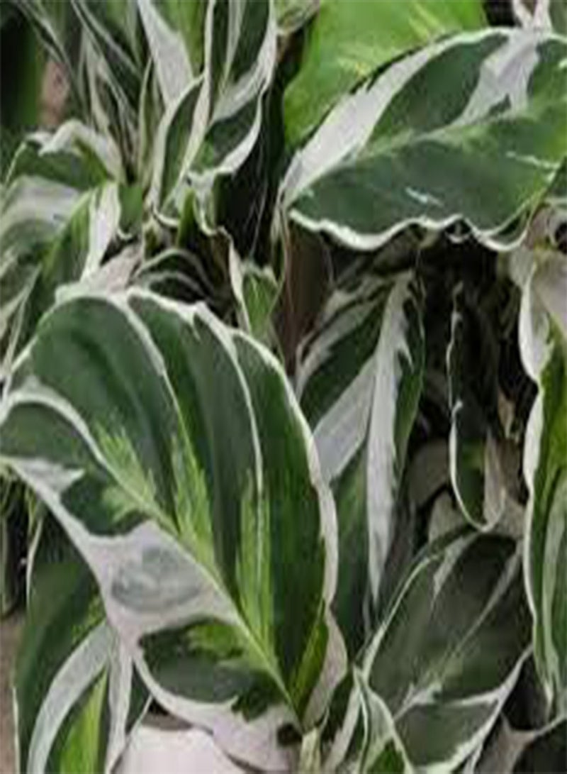 GGOOT seeds Fresh 100 pcs Calathea Plant Seeds for Planting Green 5