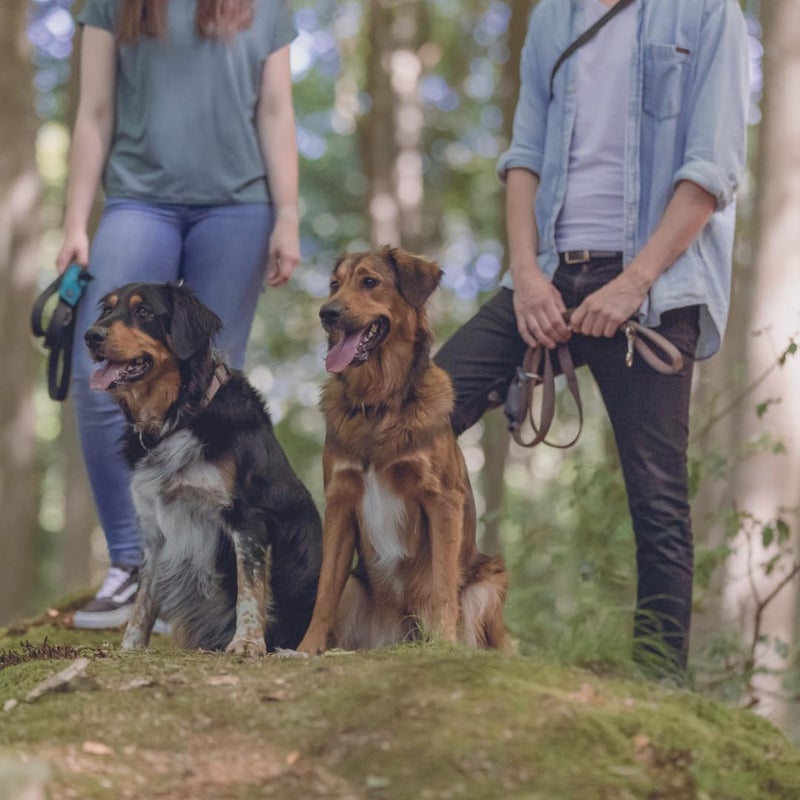 Trixie Neoprene Padded Dog Leash - Forest Green - Image 5