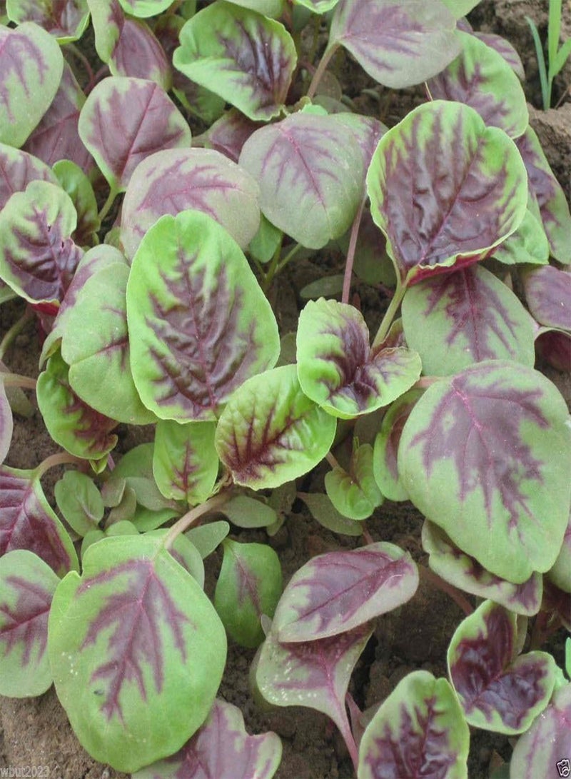 GGOOT CHINESE SPINACH SEEDS- Edible Amaranth, Red Stripe Leaf -Jamaican Red Calla-loo!(10 gram Pack Seeds) - Image 1