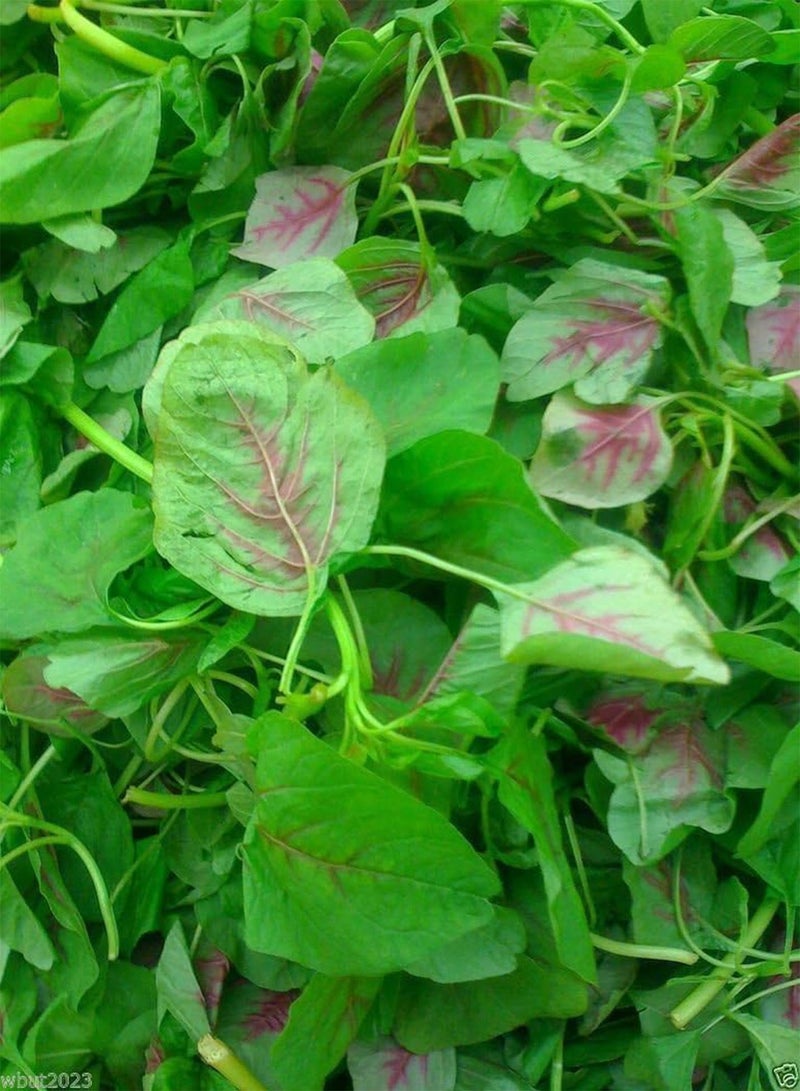 GGOOT CHINESE SPINACH SEEDS- Edible Amaranth, Red Stripe Leaf -Jamaican Red Calla-loo!(10 gram Pack Seeds) - Image 3