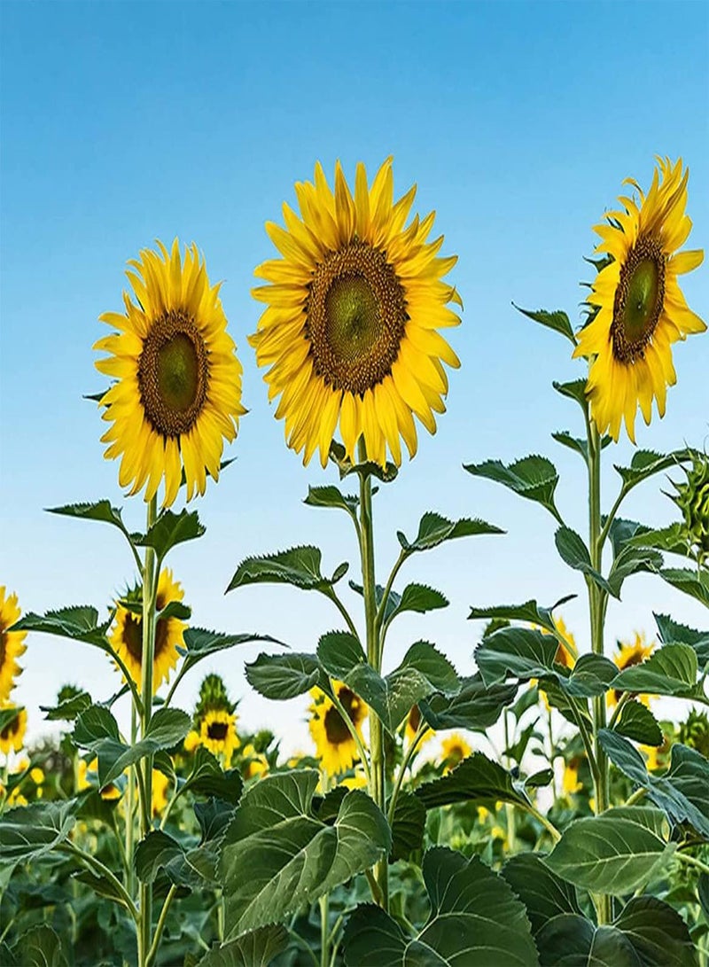 GGOOT 100 Sonnenblumensamen sind Leicht zu keimen und können an Fast jeden Ort im Freien im Garten verpflanzt Werden Sie müssen nur gestützt Werden wenn sie größer Werden Perfekte Grenze und Bienenliebling - Image 2