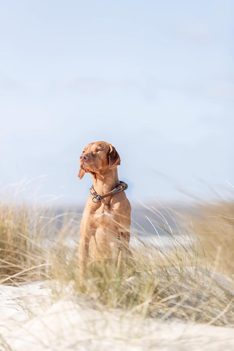 Trixie BE NORDIC Grey Choke Collar for Dogs Large - Image 5