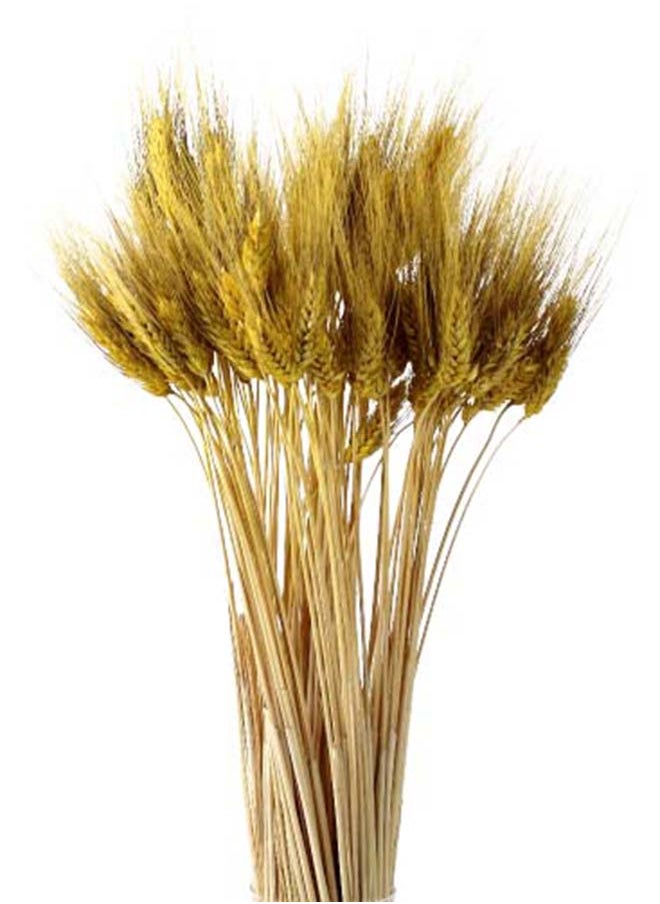 Generic Dry Wheat Grass Bouquet Natural Dried Flowers (Yellow, 60)  - Image 1