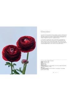 Ranunculus: The ultimate flower guide for growing, flowering and cutting varieties for the home and gardening - pzsku/Z030B567FB75D4675275CZ/45/_/1726052211/aba45dac-e888-4232-b565-70ccb7ab3a04