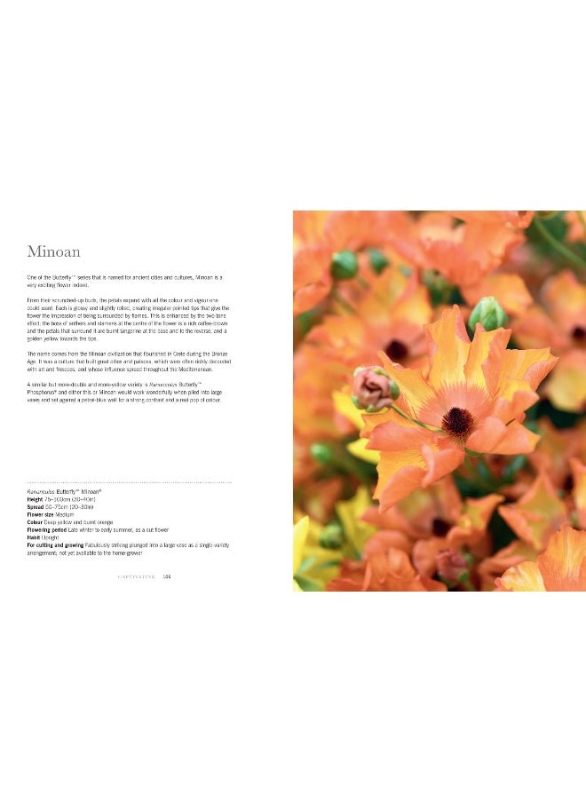 null - Ranunculus: The ultimate flower guide for growing, flowering and cutting varieties for the home and gardening - Image 1