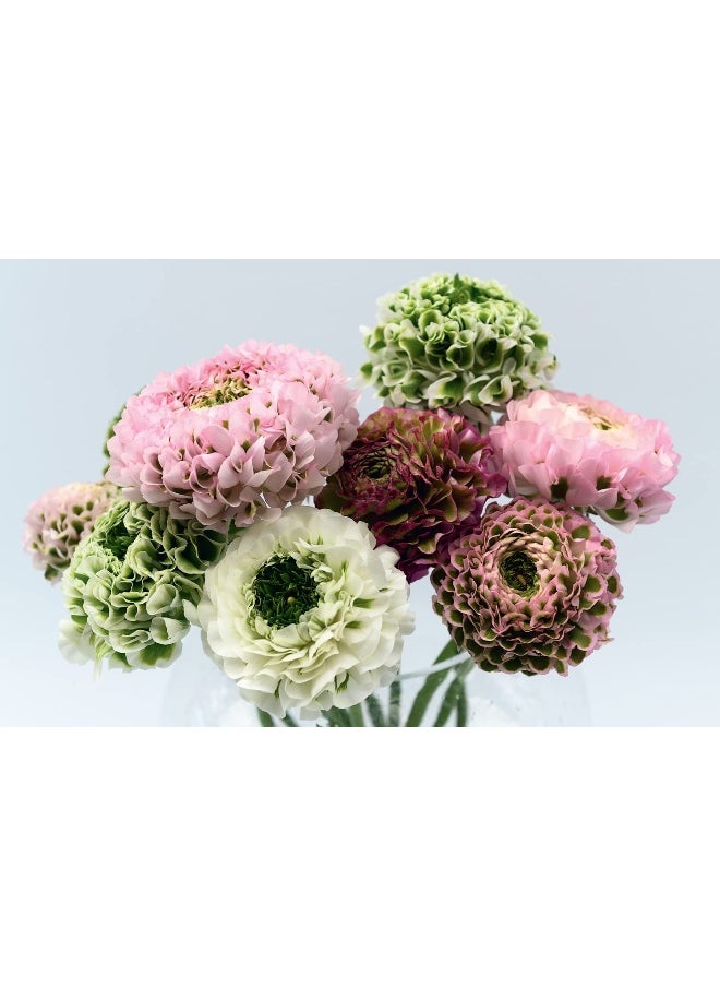 null - Ranunculus: The ultimate flower guide for growing, flowering and cutting varieties for the home and gardening - Image 1