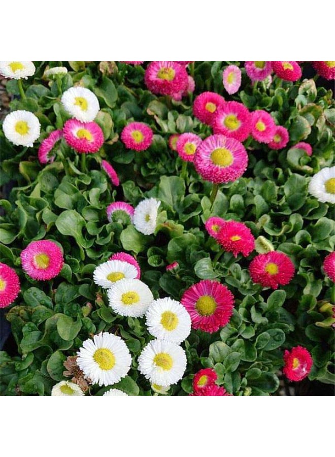 Bellis Perensis, Daisy Mixed Color Flower Seeds