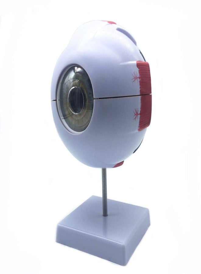 XINDAM 6X Enlarged Human Eye Anatomical Model - Accurate Anatomy for Science Classroom Study, Display, Teaching Medical Model - Image 4