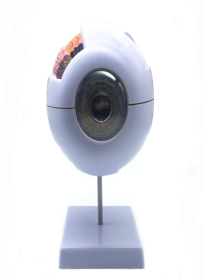 XINDAM 6X Enlarged Human Eye Anatomical Model - Accurate Anatomy for Science Classroom Study, Display, Teaching Medical Model - Image 2