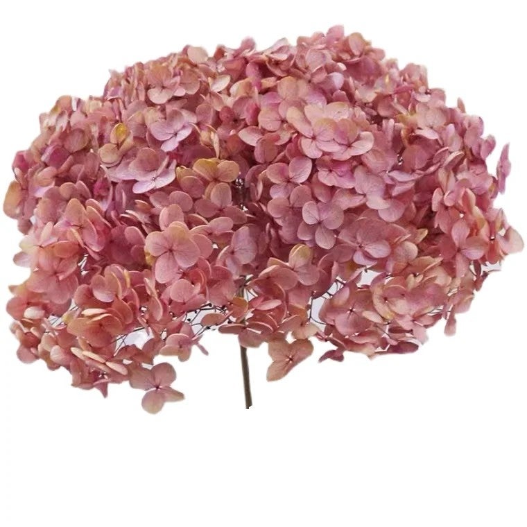 Bluejw Real 20-25cm Dried Hydrangea Flower Branches Natural Preserved Eternal Blooms for Wedding Decor Valentine's Day Graduation Christmas & More Dried Plants - Image 2
