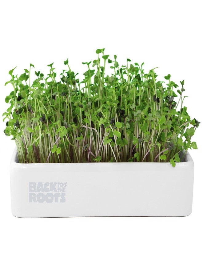 Back to the Roots 43002 Organic Microgreens Grow Kit with Ceramic Planter - Image 1