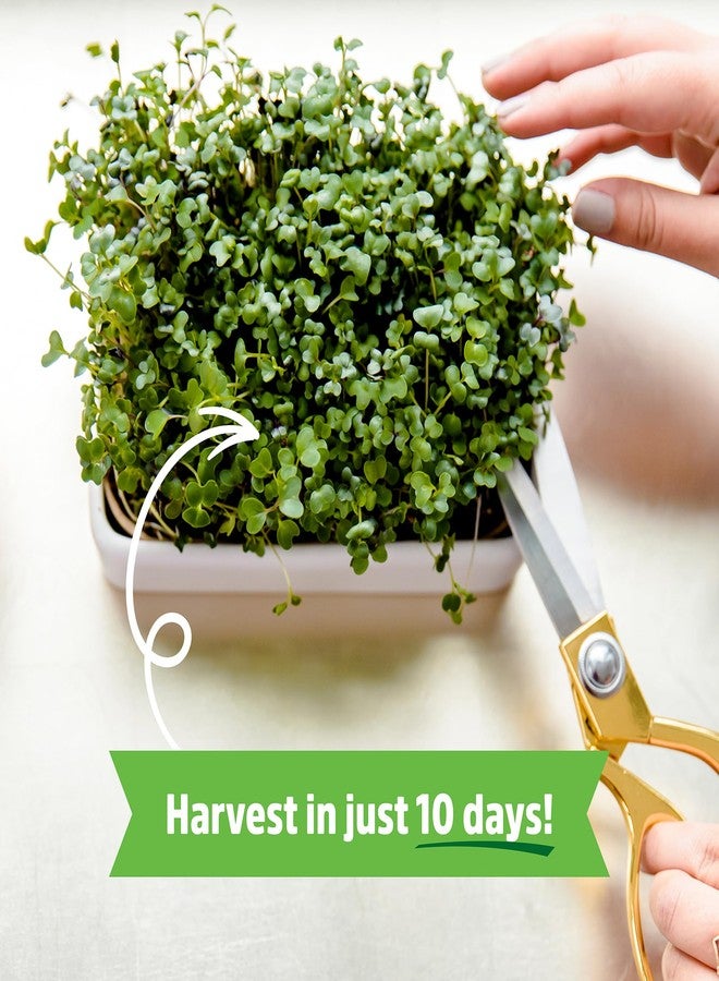 Back to the Roots 43002 Organic Microgreens Grow Kit with Ceramic Planter - Image 3
