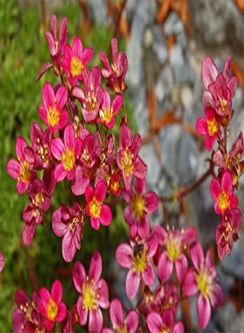 GGOOT 10 ROSE ROBE SAXIFRAGA Saxifraga Arendsii Mossy Rockfoil Evergreen Flower Seeds - Image 4