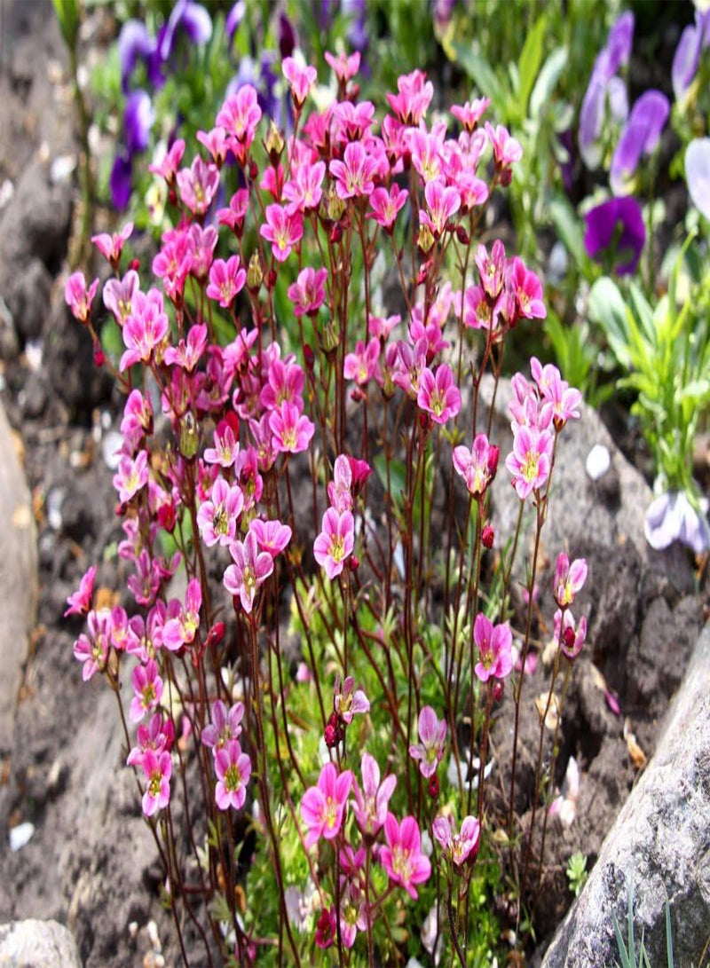 GGOOT 10 ROSE ROBE SAXIFRAGA Saxifraga Arendsii Mossy Rockfoil Evergreen Flower Seeds - Image 3