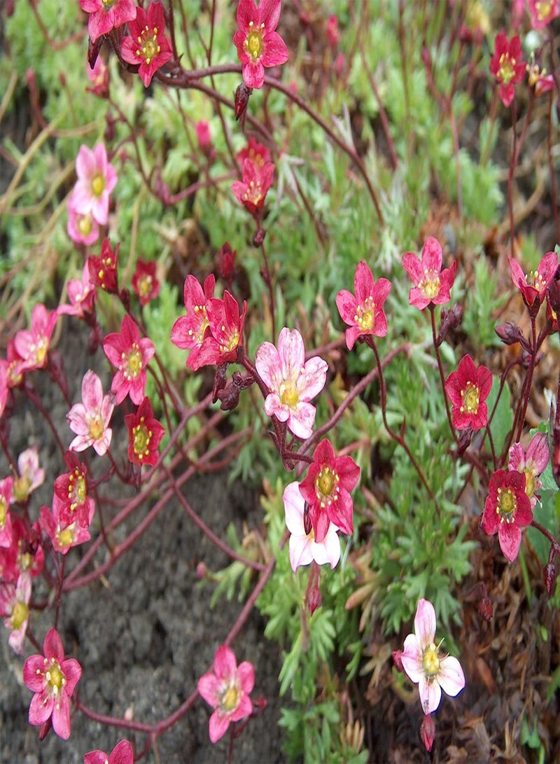 GGOOT 10 ROSE ROBE SAXIFRAGA Saxifraga Arendsii Mossy Rockfoil Evergreen Flower Seeds - Image 2