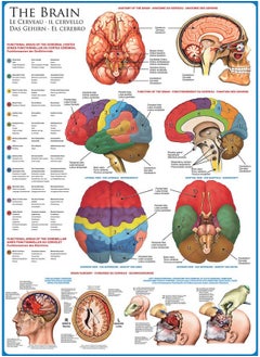 eurographics EuroGraphics Human Body (The Brain) 1000 Piece Puzzle  - Image 2