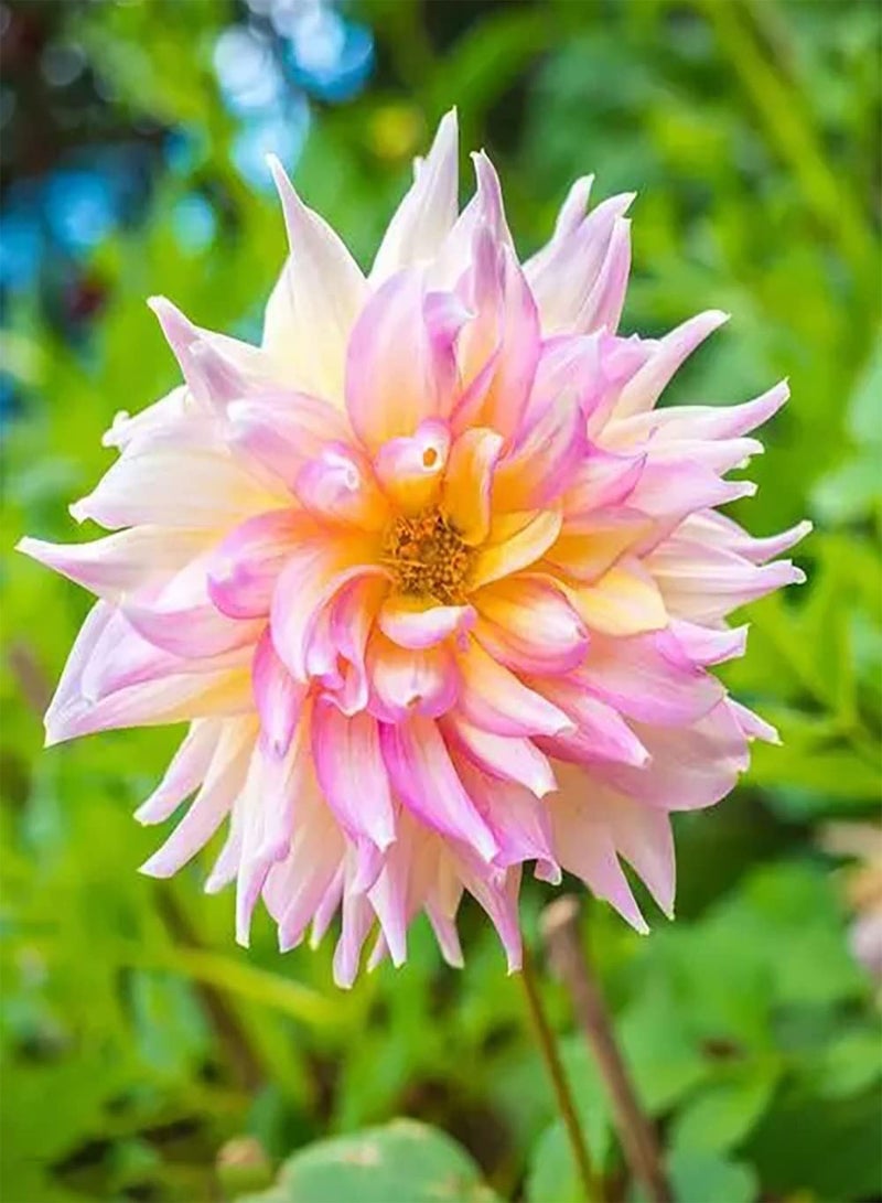 GGOOT 2pcs Roze Dahliabollen Tuinlandschap Gemakkelijke Plant Vaste Plant Kruid Sterk aanpassingsvermogen aan omgeving Hoge sierwaarde Beginnersvriendelijk - Image 2