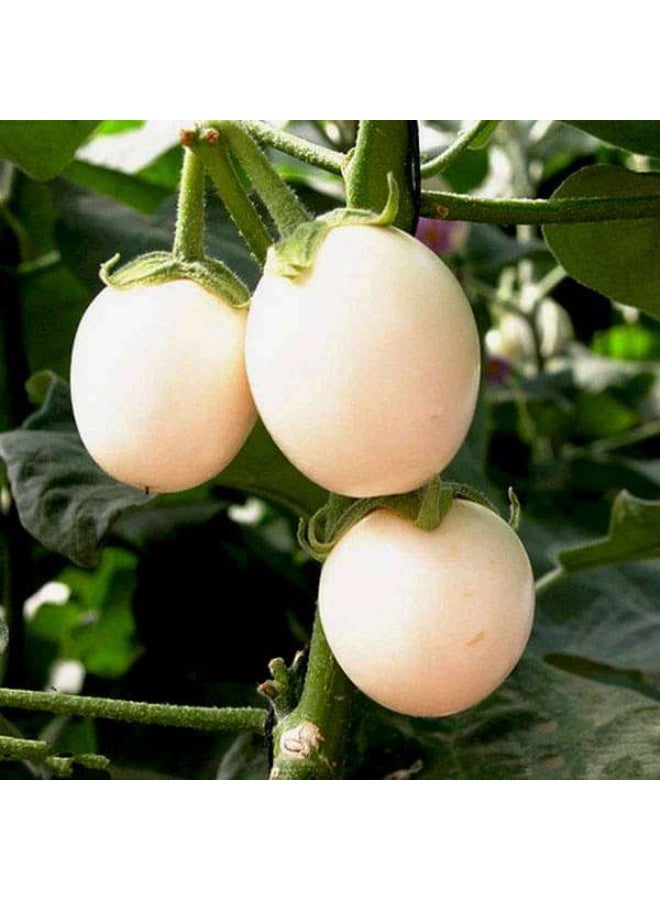 برينجال افيو بذور الخضروات المستديرة
