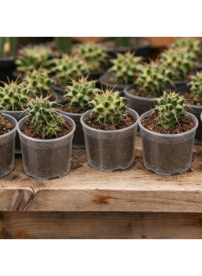 Tinsky 200 Pcs 2 Inch Clear Nursery Pots with Drainage Holes Mini Plastic Plant Pots for Seedling Seeds Germination Transplanting Seeds Starter Planting Indoor Outdoor Succulent - Image 2