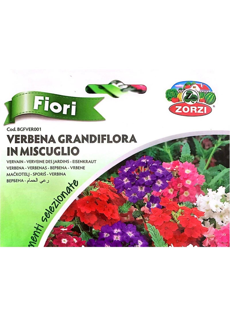 ZORZI - Verbena Grandiflora IN MISCUGLIO Seeds - Image 1