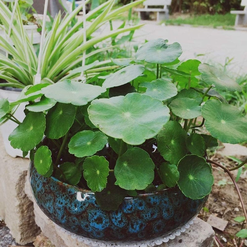 Smowfes Lotus Bowl Planter For Indoor Water Planting - Hydroponic Container With Lotus Flower Design  Perfect For Growing Lotus Seeds In Water  Decorative Aquatic Plant Bowl For Home  Patio  Zen Garden Decor - Image 5