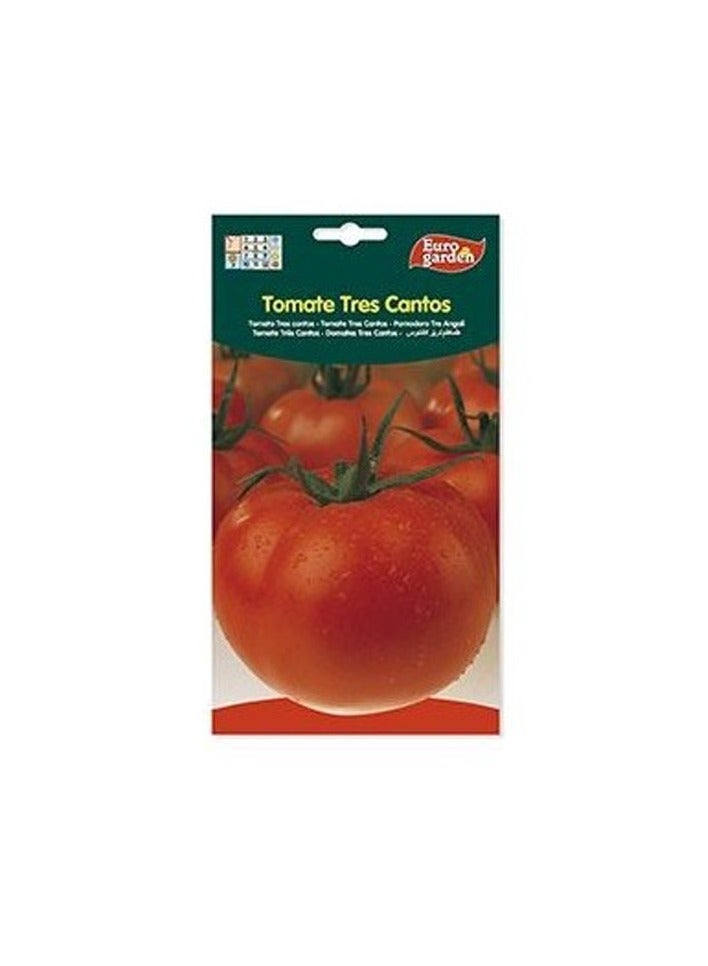KNP EG Tomato Big Seeds