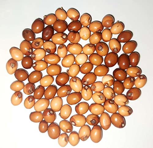 Pmw - 100% Natural & Rare Yellow Gunja - Natural Yellow Gunja 21 Pieces Yellow Jequirity Seeds - PILI Gunja Chirmi Beads-Chanothi-Guri Gunja - Latumoni - Gumchi - Crabseye