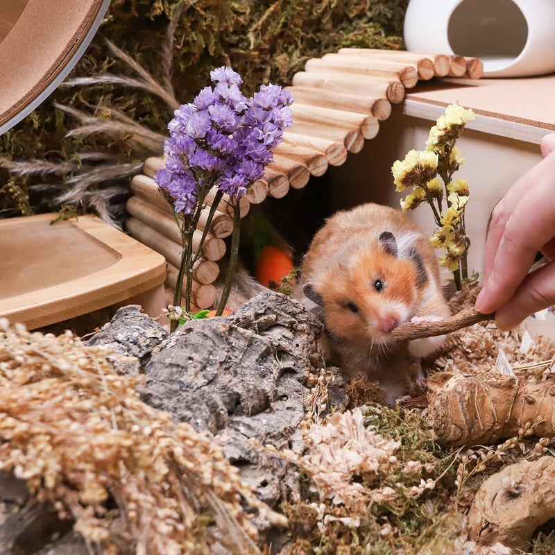 نيتينجيل لعبة وجبات وحلويات الهامستر من نيتإنجل (Nightangel Hamster Snacks and Treats Toy) - حلويات طبيعية للهامستر القزم، السوري، الروبوتي، والجيربيل، والفئران، والديغوس، أو (جذور الهندباء المجففة - 1.8 أونصة (50 جرام)) - Image 5
