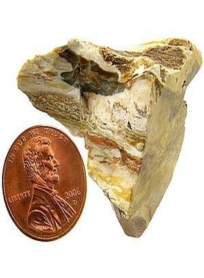 Petrified Wood - Bulk Mineral