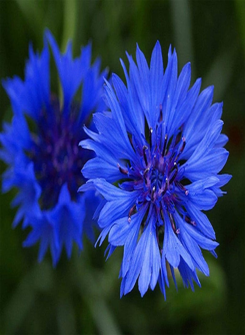 250 بذور زهرة الذرة الزرقاء Centaurea Cyanus Blue Ball - 250 بذور