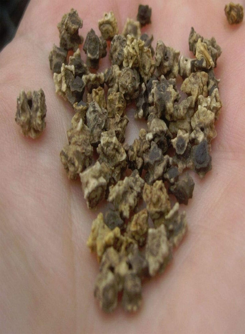 جي جوت شمندر "بولتاردي" 200 بذرة (نبات/خضار) بنكهة حلوة - Image 2