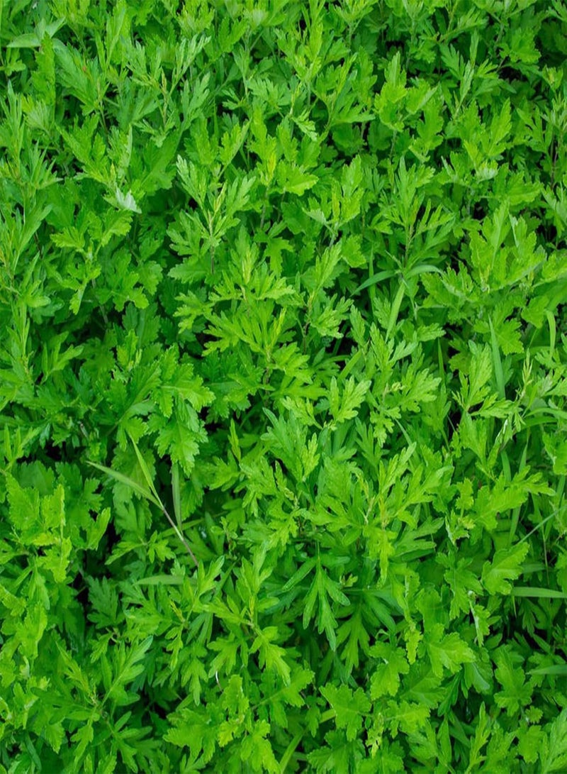 GGOOT 100Pcs Home Gardening Wormwood Seeds | DIY Natural Crops Yard Wormwood Seedlings for Emergency Seed 1size - Image 4