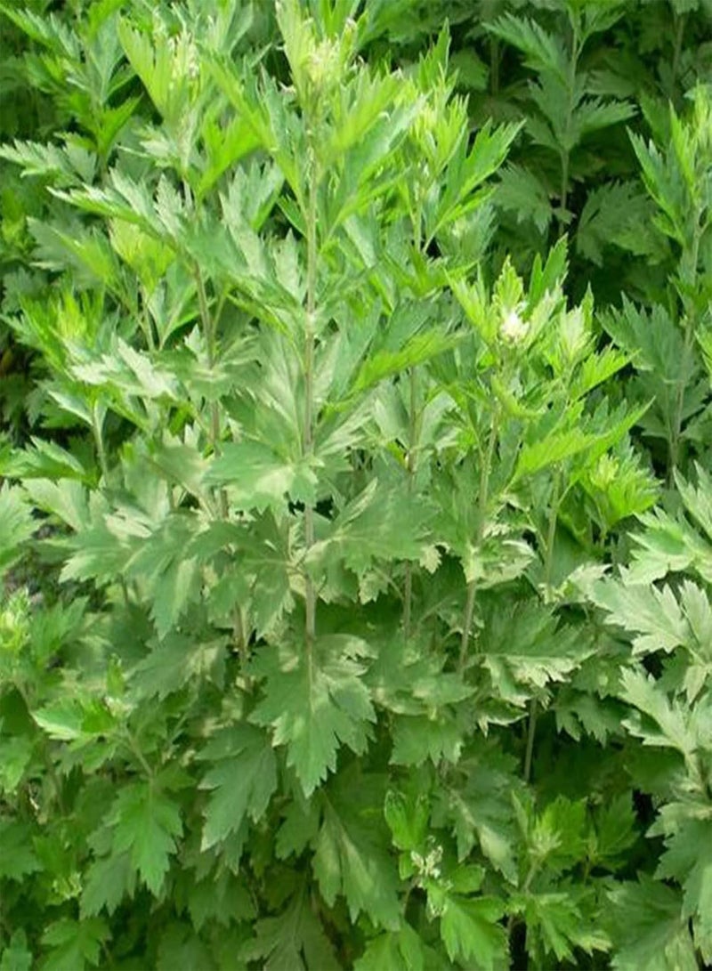 GGOOT 100Pcs Home Gardening Wormwood Seeds | DIY Natural Crops Yard Wormwood Seedlings for Emergency Seed 1size - Image 2