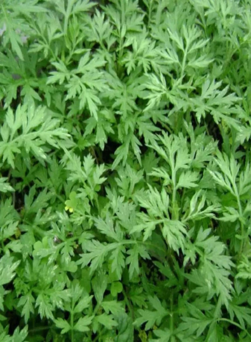 GGOOT 100Pcs Home Gardening Wormwood Seeds | DIY Natural Crops Yard Wormwood Seedlings for Emergency Seed 1size - Image 1