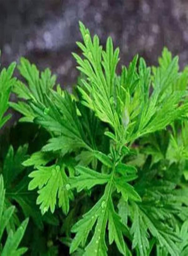 GGOOT 100Pcs Home Gardening Wormwood Seeds | DIY Natural Crops Yard Wormwood Seedlings for Emergency Seed 1size - Image 5