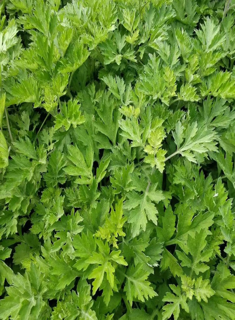 GGOOT 100Pcs Home Gardening Wormwood Seeds | DIY Natural Crops Yard Wormwood Seedlings for Emergency Seed 1size - Image 3