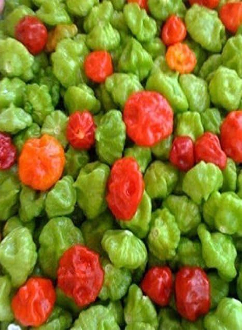 جي جوت آجي دولسي #1، البذور، المعروفة باسم أجيسيتو، آجي غوستوسو، آجي كاتشوشا وحلوة (25 بذرة) - Image 1