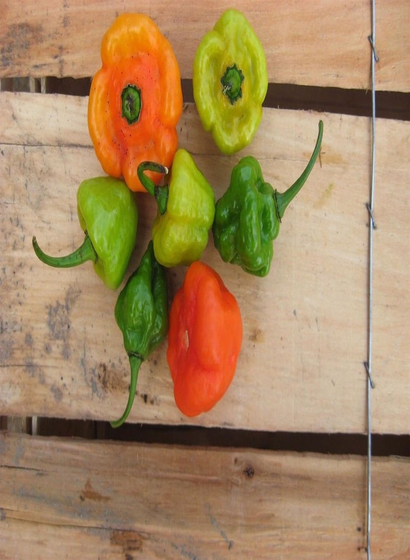 جي جوت آجي دولسي #1، البذور، المعروفة باسم أجيسيتو، آجي غوستوسو، آجي كاتشوشا وحلوة (25 بذرة) - Image 3