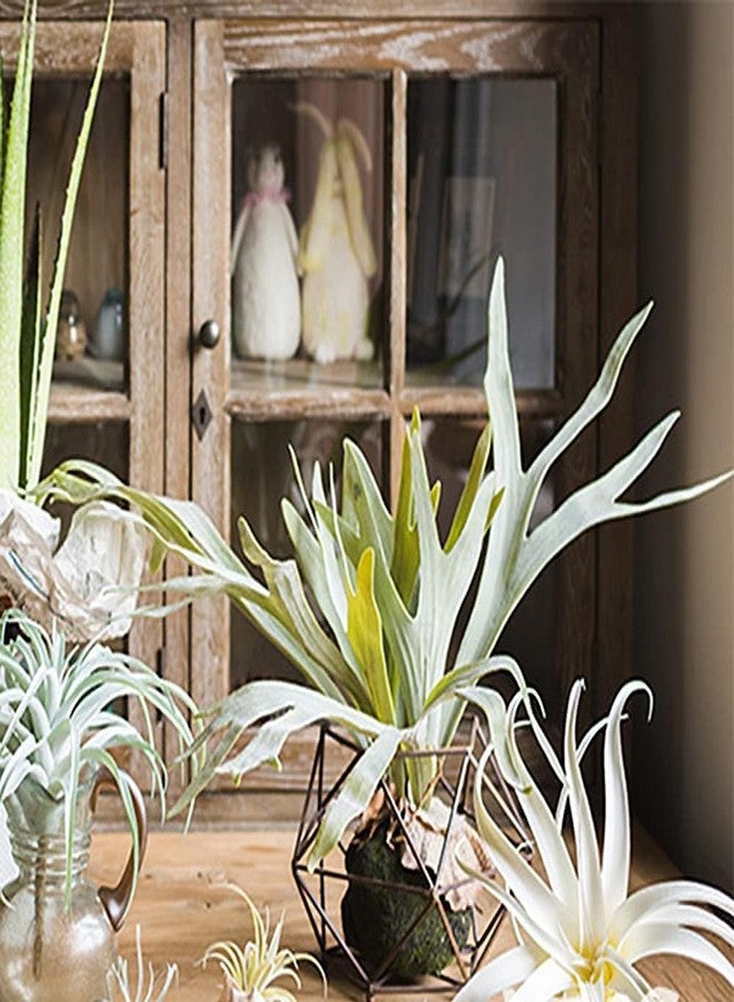QFSH 2Pcs Artificial Staghorn Fern Realistic Fake Flocked Succulent Plants Green Potted Plant Indoor Outdoor Wall Hanging Decor - Image 4