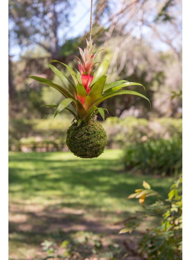 Super Moss (29348) Kokedama Planter, 6", Fresh Green - Image 4