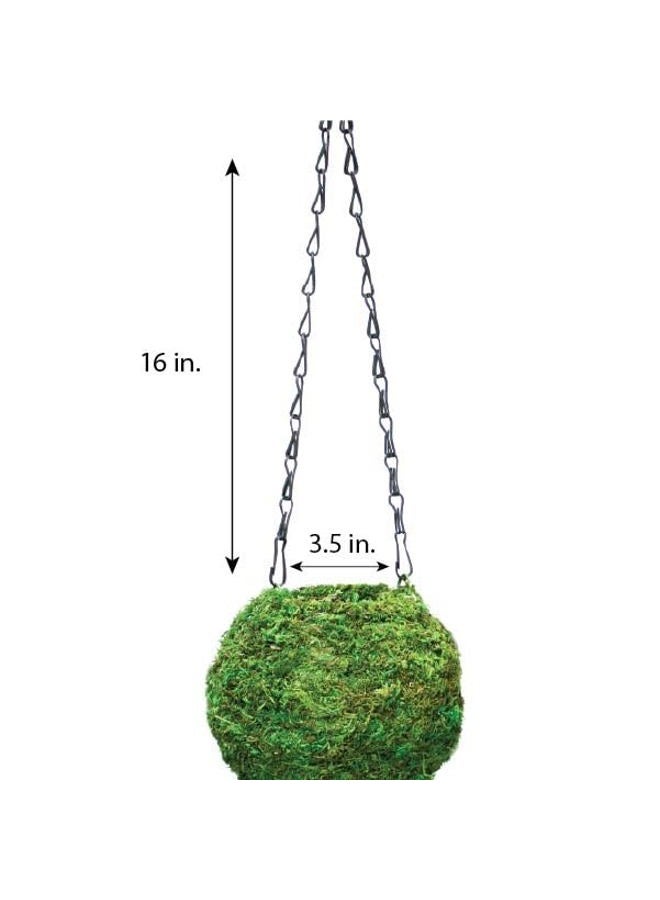 Super Moss (29348) Kokedama Planter, 6", Fresh Green - Image 2