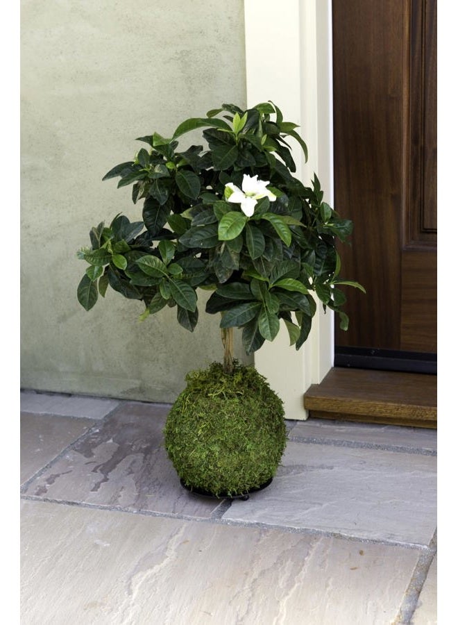 Super Moss (29348) Kokedama Planter, 6", Fresh Green - Image 3
