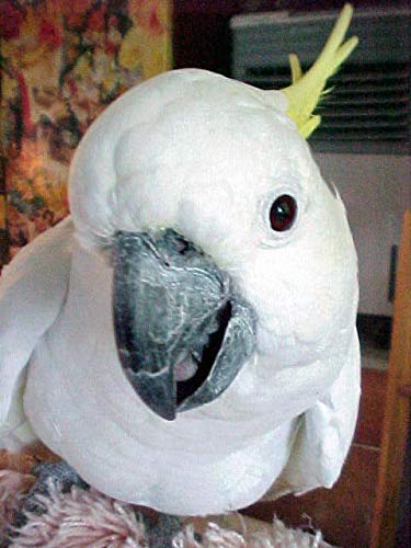 Parrots Wizard Safflower Seeds, Kardi, Kusum Beej For Wild Birds 1800 Grams,Adult, 1 Count - Image 3