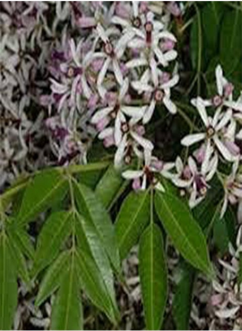 10 Melia Azedarach Tree Seeds