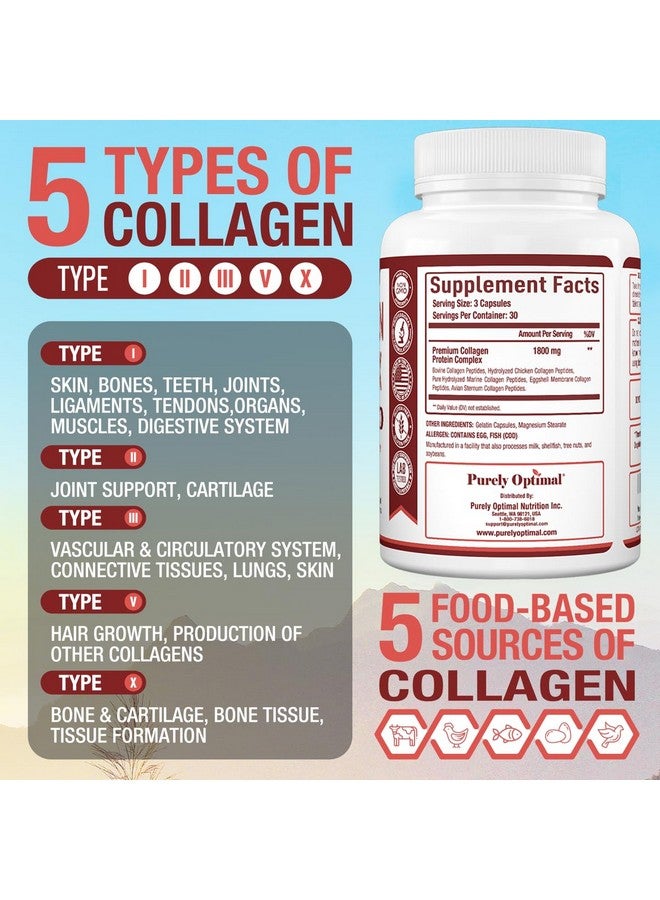 Purely Optimal Premium Multi Collagen Peptides Capsules (Types I, II, III, V, X) - Hair, Skin and Nails, Digestive & Joint Health Supplement, Hydrolyzed Collagen Pills (90 Capsules) - Image 2